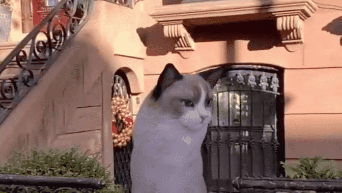 brighten-up-your-pandemic-life-with-googles-new-ar-animals