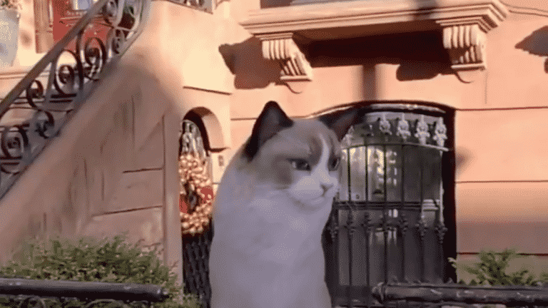 Google add more AR animals in AR search and some are disturbing