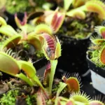 Robo-plants on the rise could become a key player in the defence of your garden and farm