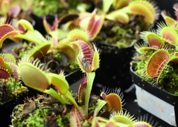 This photograph taken on March 24, 2021 shows a dead fly trapped inside a Venus flytrap plant, used to test an electrode attached on the surface of the plant at a laboratory in Singapore, as scientists develop a high-tech system for communicating with vegetation. (Photo by Roslan RAHMAN / AFP)