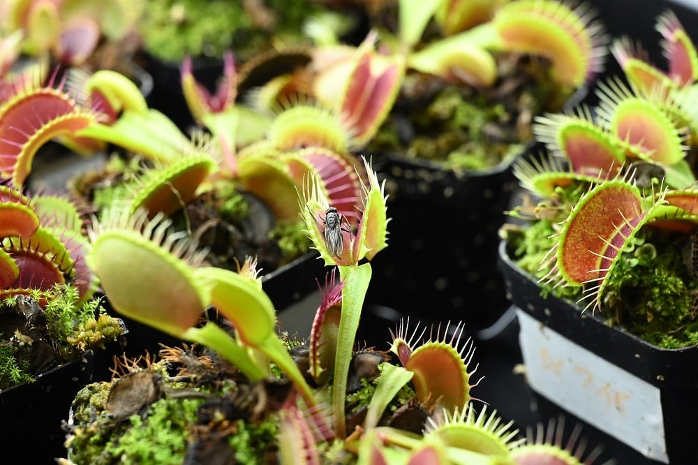 This photograph taken on March 24, 2021 shows a dead fly trapped inside a Venus flytrap plant, used to test an electrode attached on the surface of the plant at a laboratory in Singapore, as scientists develop a high-tech system for communicating with vegetation. (Photo by Roslan RAHMAN / AFP)