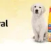 Amazon India announces the International Dog Day Store