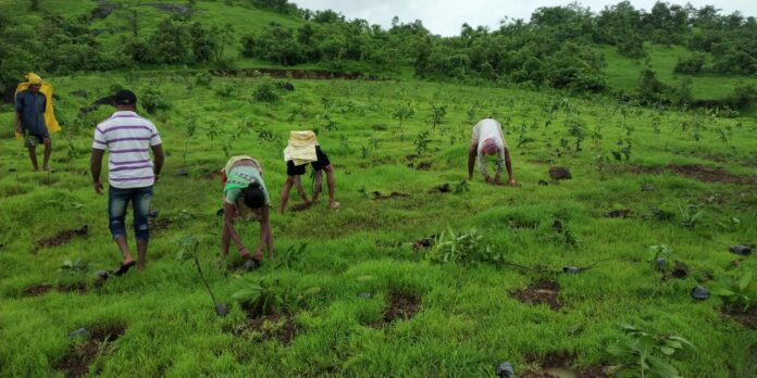 3 million trees Grow-Trees