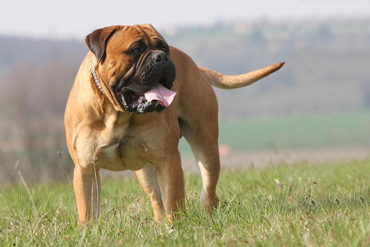 Bullmastiff standing in a field The Top 10 Scariest Dangerous Dogs in the World (April 22)
