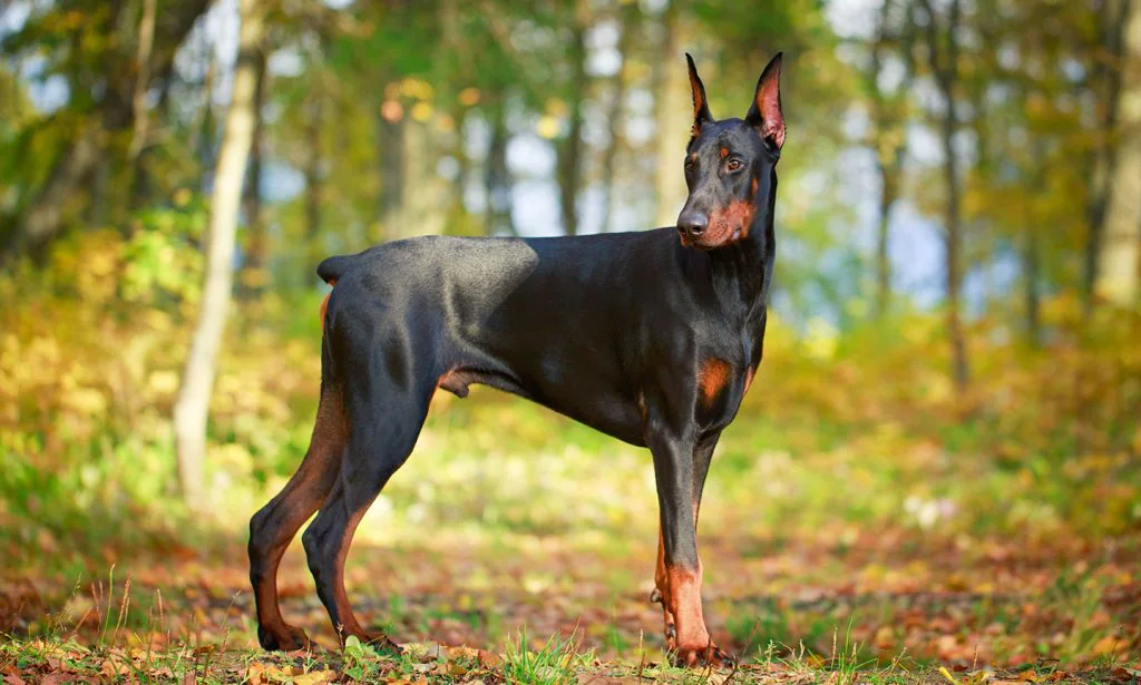 Doberman Pinscher Featured Image 1024x615 1 The Top 10 Scariest Dangerous Dogs in the World (April 22)
