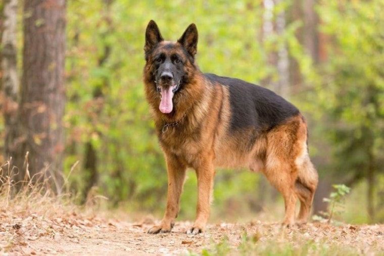 German Shepherd e1625074402834 760x507 1 The Top 10 Scariest Dangerous Dogs in the World (April 22)