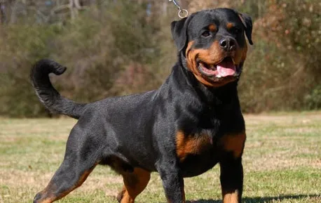 The Top 10 Scariest Dangerous Dogs in the World (August 7)
