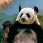 How do I install and customize live wallpaper for PCs in 2024?