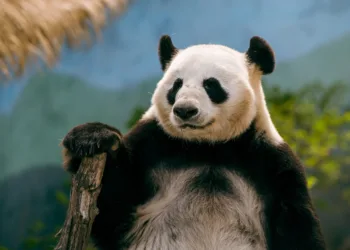 How to Install and Customize Live Wallpaper for PC in 2023?