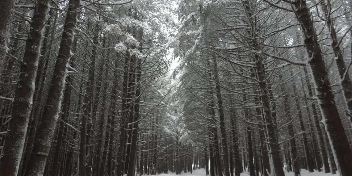 The Top 10 Snowiest Countries in the World of 2024