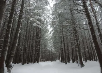 The Top 10 Snowiest Countries in the World of 2024