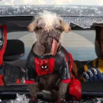 Deadpool and Wolverine Box Office Collection Crosses $500 Million Mark Globally: Know India Collection