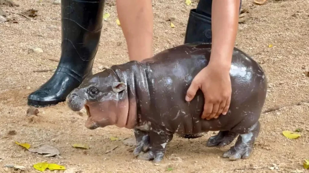 Baby Pygmy Hippopotamus Moo Deng: The Baby Pygmy Hippopotamus Captivating Hearts in Thailand - See Its Cute Pics!