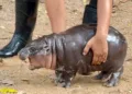 Moo Deng: The Baby Pygmy Hippopotamus Captivating Hearts in Thailand - See Its Cute Pics!