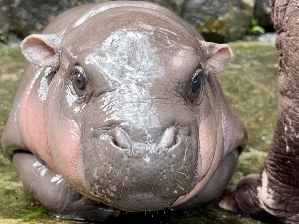 Baby Pygmy Hippopotamus 2 Moo Deng: The Baby Pygmy Hippopotamus Captivating Hearts in Thailand - See Its Cute Pics!