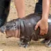 Moo Deng: The Baby Pygmy Hippopotamus Captivating Hearts in Thailand - See Its Cute Pics!
