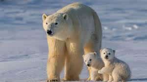 Iceland Polar Bear Dead: Polar Bear Spotted in Iceland After 8 Years, Killed by Police for Public Safety