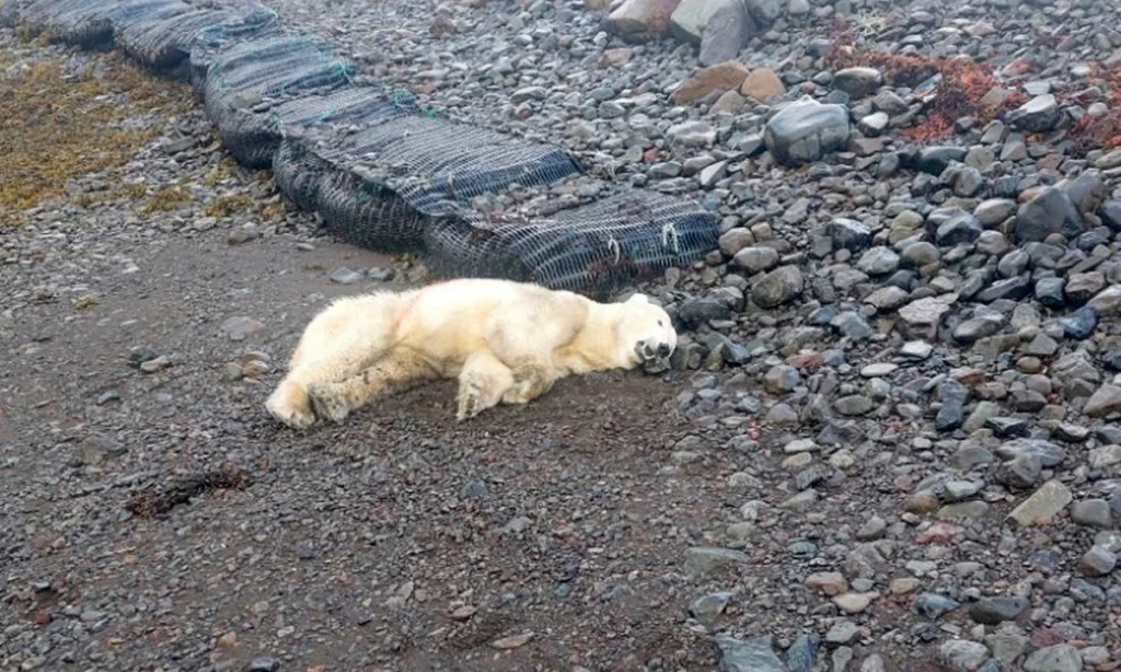 Iceland Polar Bear