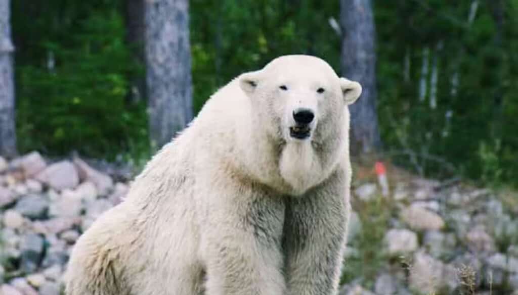 pola23 Iceland Polar Bear Dead: Polar Bear Spotted in Iceland After 8 Years, Killed by Police for Public Safety