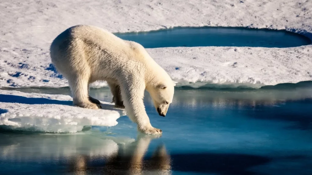 pola234 Iceland Polar Bear Dead: Polar Bear Spotted in Iceland After 8 Years, Killed by Police for Public Safety