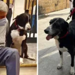 Ratan Tata Group Updates: Ratan Tata’s Devoted Dog Goa Pays a Heartfelt Tribute as the Industrial Icon Passes Away