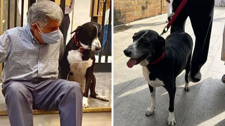 Ratan Tata Group Updates: Ratan Tata’s Devoted Dog Goa Pays a Heartfelt Tribute as the Industrial Icon Passes Away