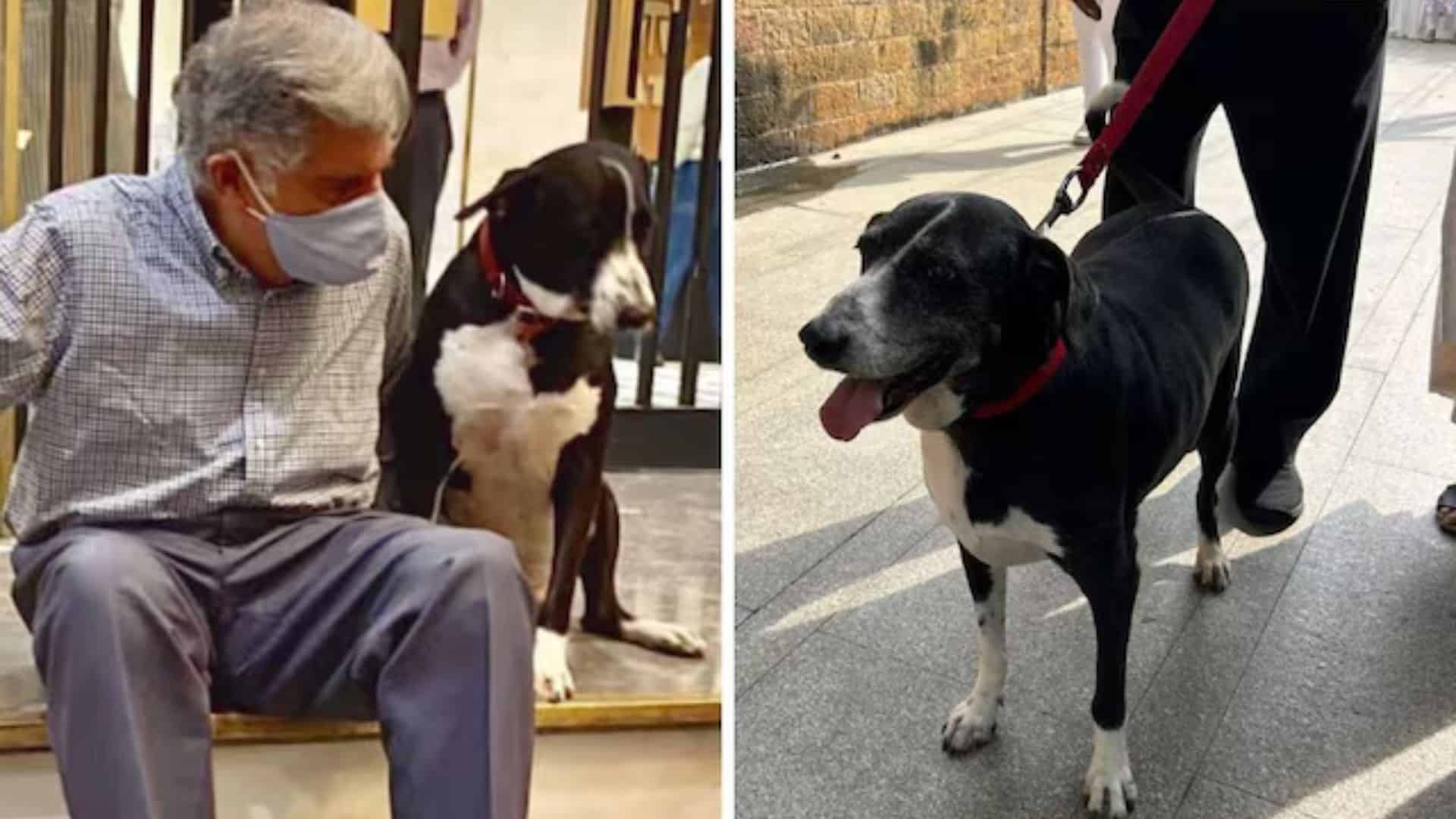Ratan Tata Group Updates: Ratan Tata’s Devoted Dog Goa Pays a Heartfelt Tribute as the Industrial Icon Passes Away