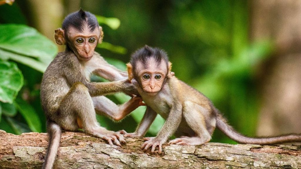 43 monkeys Escaped South Carolina