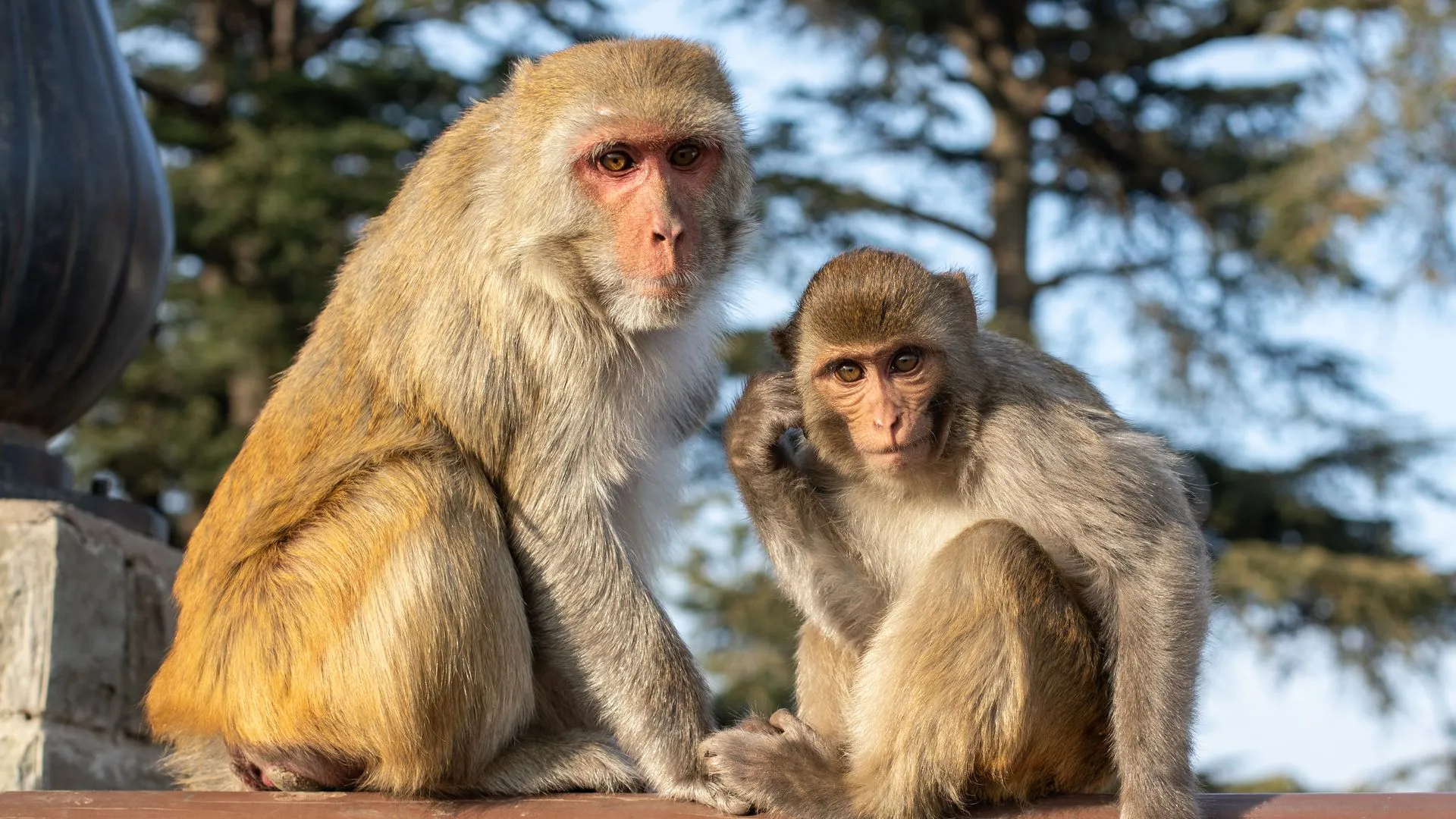 43 Monkeys Escaped South Carolina- A Dramatic Search Underway as Alpha Genesis