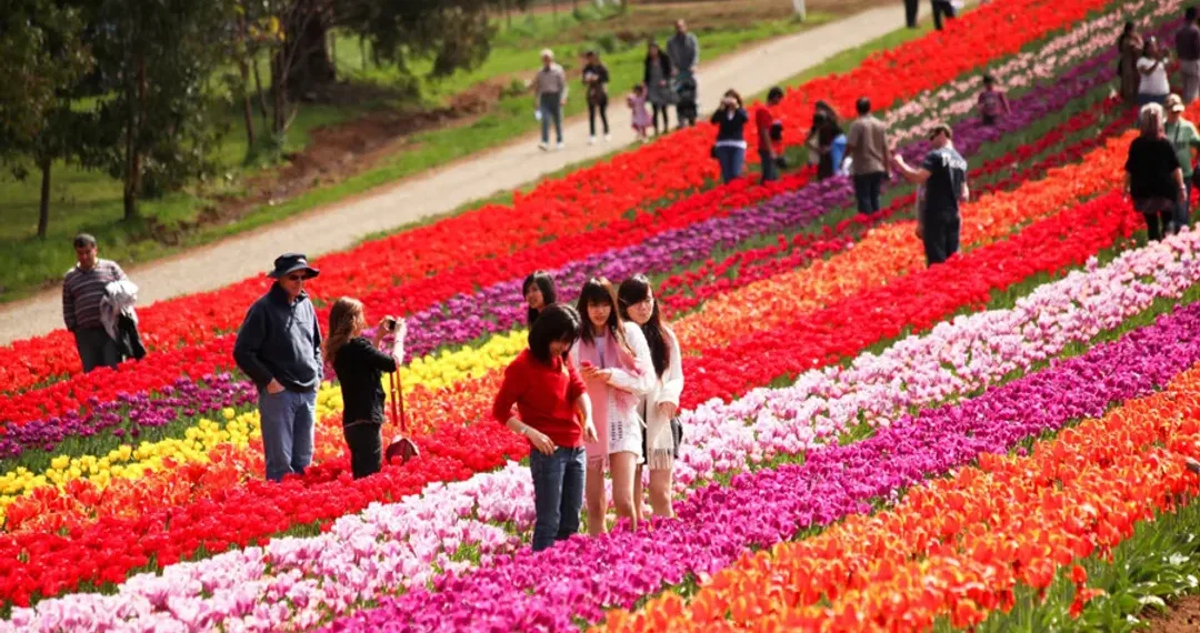 Bloom in Love: Top Flower Festivals for Unforgettable Valentine's Adventures
