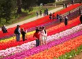 Bloom in Love: Top Flower Festivals for Unforgettable Valentine's Adventures