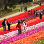 Bloom in Love: Top Flower Festivals for Unforgettable Valentine’s Adventures