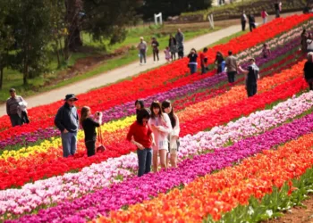 Bloom in Love: Top Flower Festivals for Unforgettable Valentine's Adventures