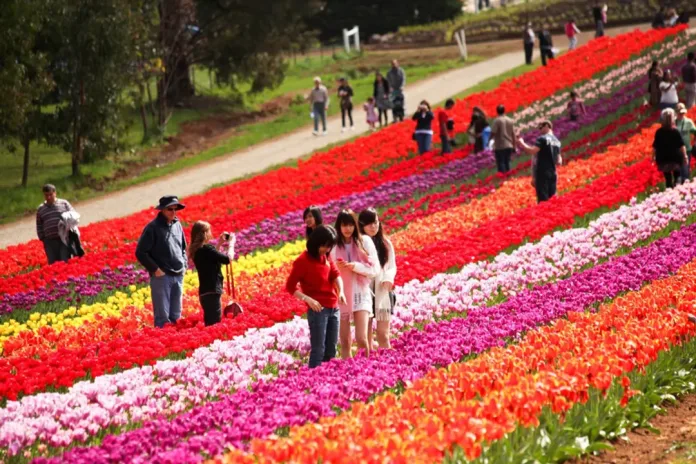 77701 Bloom in Love: Top Flower Festivals for Unforgettable Valentine's Adventures