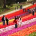 Bloom in Love: Top Flower Festivals for Unforgettable Valentine's Adventures