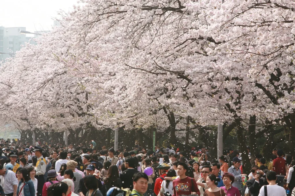 Yeouido Spring Flower Festival Top Flower Festivals for Unforgettable Valentine's Adventures