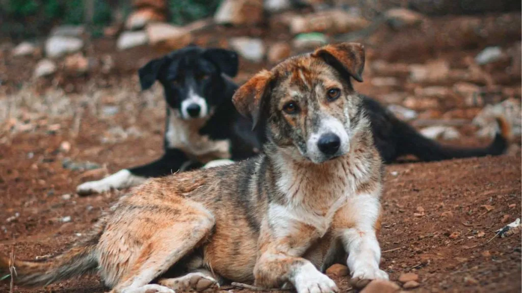 BBMP's ₹2.88 Crore Initiative: Feeding Nutritious Meals to Bengaluru's Stray Dogs 1 Dogs