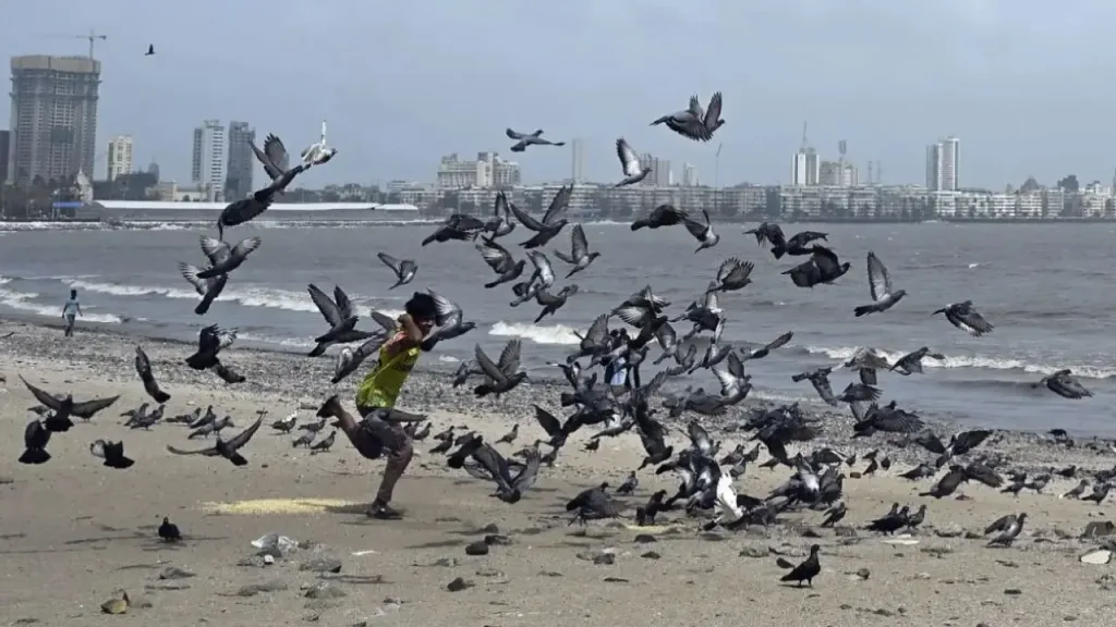 Mumbai's Pigeon Feeding Ban: Health vs Tradition in the City of Dreams 1 Mumbai