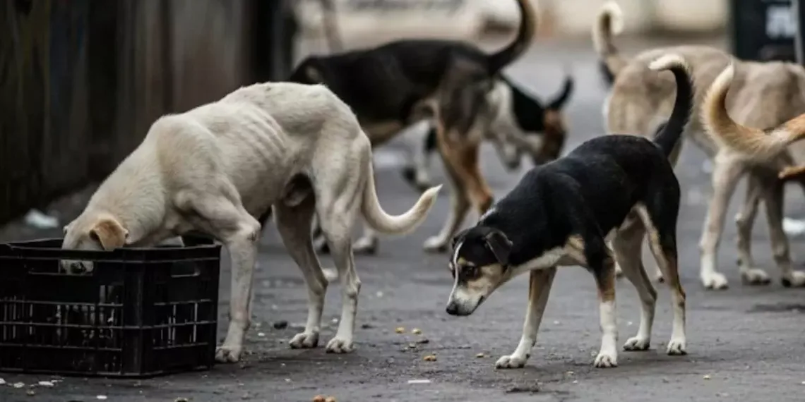 Delhi's Ambitious Plan to Remove 5,000 Stray Dogs in 6 Weeks: Can It Actually Work?