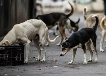 Delhi's Ambitious Plan to Remove 5,000 Stray Dogs in 6 Weeks: Can It Actually Work?
