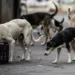 Delhi's Ambitious Plan to Remove 5,000 Stray Dogs in 6 Weeks: Can It Actually Work?