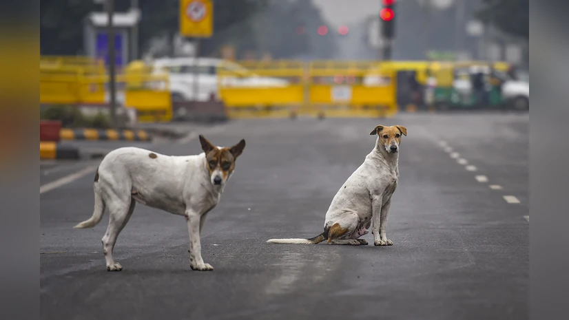 Remove 5,000 stray dogs in 6 weeks