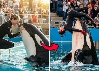 Jessica Orca Incident: AI Hoax Video Debunked