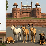 Supreme Court Orders Removal of Stray Dogs from Public Spaces: A Game-Changer for Public Safety