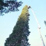 The Race to the Heavens: Unpacking the World’s Tallest Christmas Tree Record