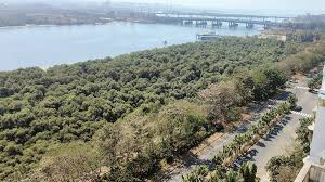 Mangroves