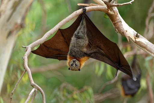 Nipah 
