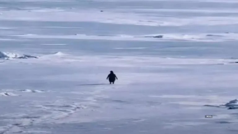 Nihilist Penguin: Why This 2007 Documentary Clip Became 2026's Biggest Meme
