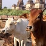 India’s First National Cow Culture Museum Coming to Mathura