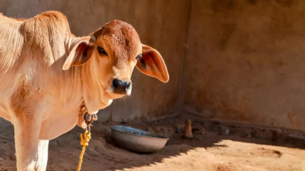 Cow 